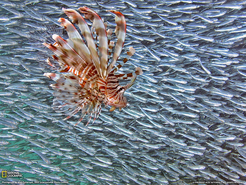 Lion Fish- National Geographic selected, HD wallpaper