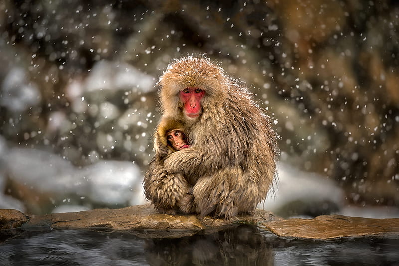 Japanese Macaque, animals, cool, monkey, monkeys, snow, HD wallpaper