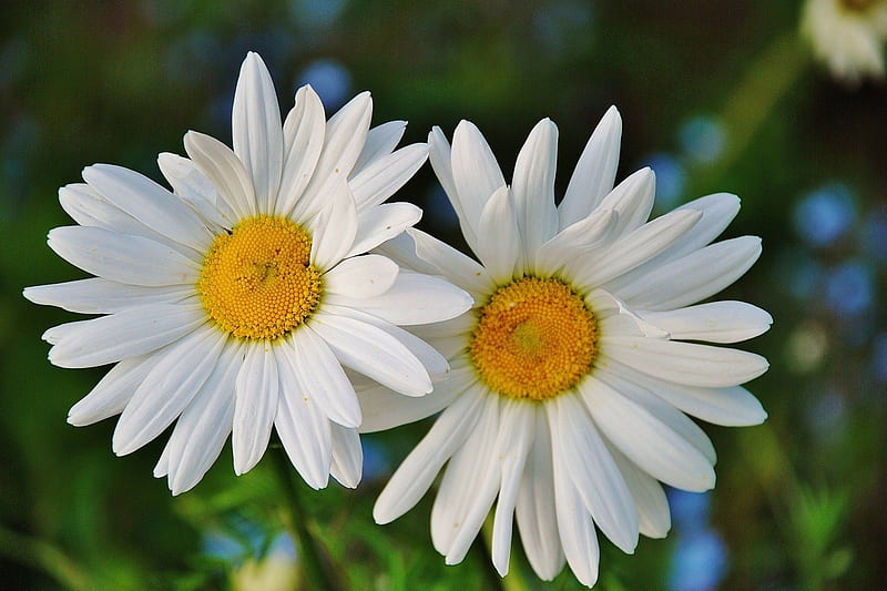 Two Daisies in Love :), daisies, two, love, flowers, nature, white, HD wallpaper