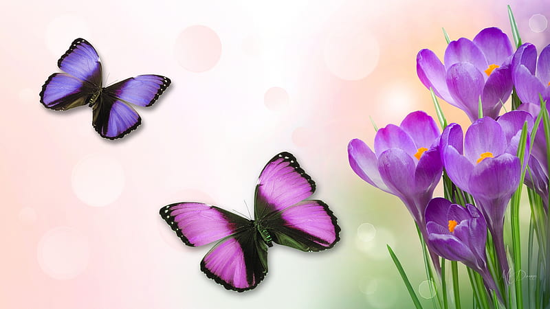 First Spring Flowers, crocus, butterflies, spring, lavender, floral, purple, flowers, blooms, Firefox Persona theme, HD wallpaper