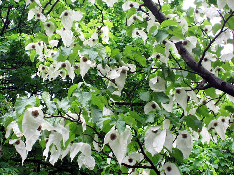 Handkerchief tree, tree, nature, white, grapy, HD wallpaper