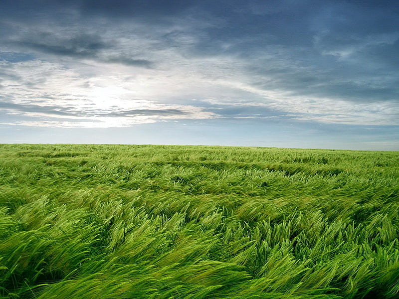 Green Wheat Field, blow, wheat, wind, sky, clouds, daylight, green, day, nature, field, light, sway, HD wallpaper