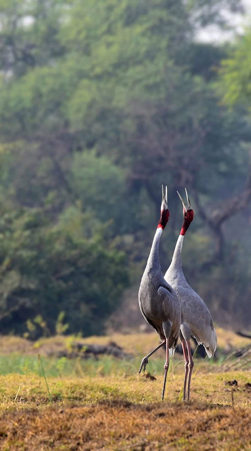 sarus cranes, nature, storks, HD phone wallpaper