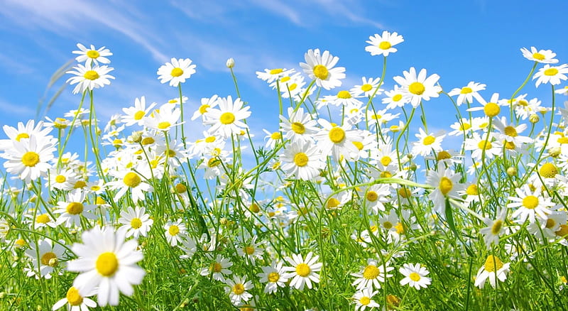 Field of daisies, daisy summer, flowers, dasies, nature, field, HD wallpaper
