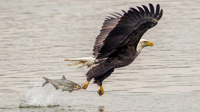 Bald Eagle Catching Fish, bird, fish, eagle, attack, bald, animal, HD wallpaper