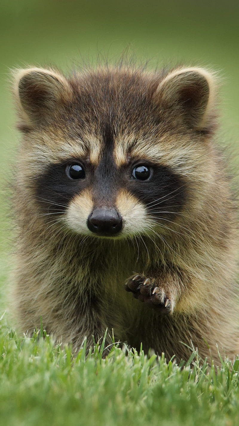 Cute Racoon , walk, animal, muzzle, grass, raccoon, wild, brown, HD phone wallpaper