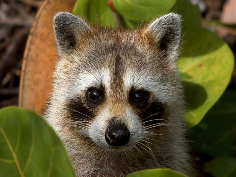 Peekaboo Raccoon, cute, nature, raccoon, animal, HD wallpaper
