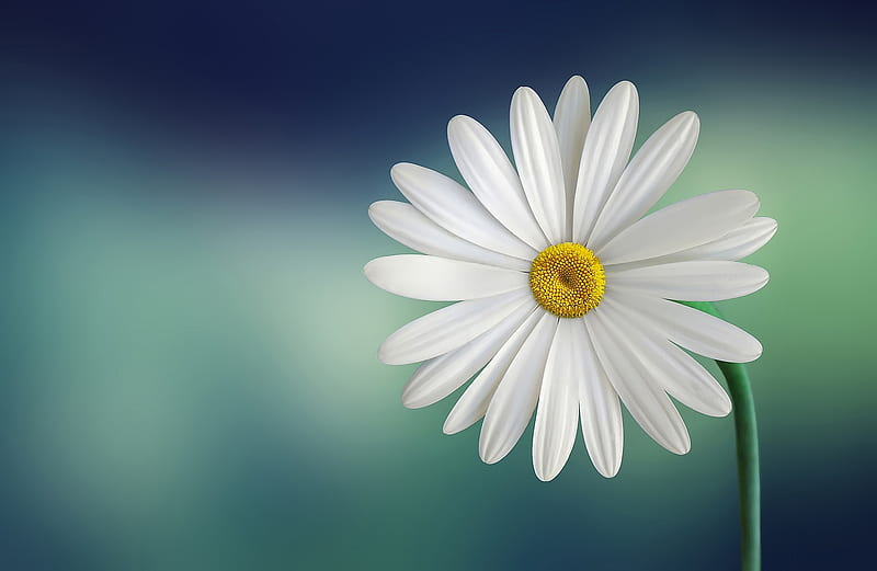 White and Yellow Flower With Green Stems, HD wallpaper