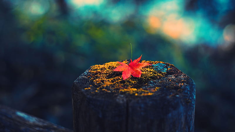 Red Leaf On Tree Trunk In Colorful Blur Bokeh Background Nature, HD  wallpaper | Peakpx