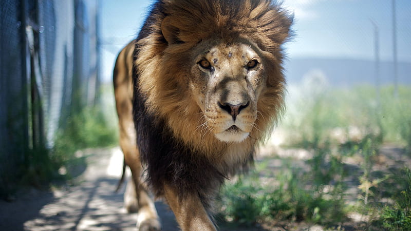 Lion, walking, fur, mane, majestic, the king of the forest, Animal, HD  wallpaper | Peakpx