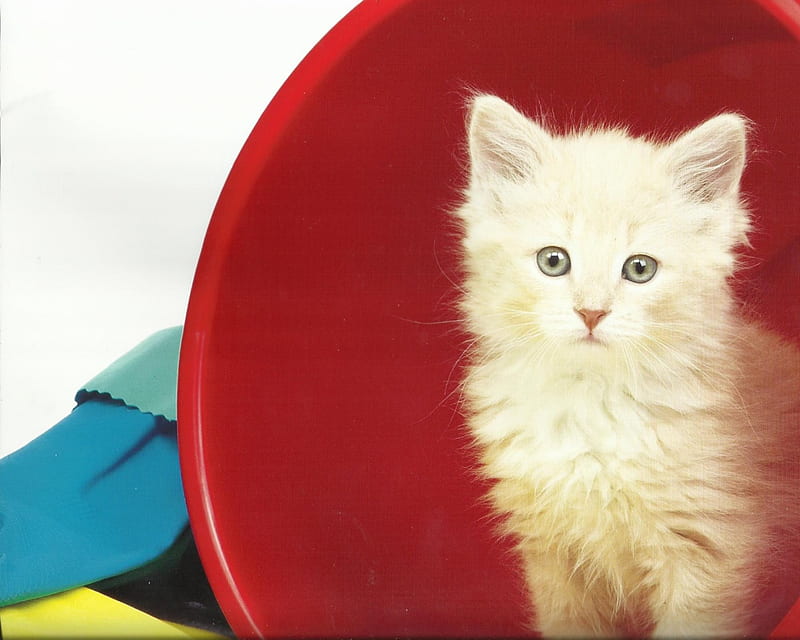 Kitten, cute, paws, pail, HD wallpaper