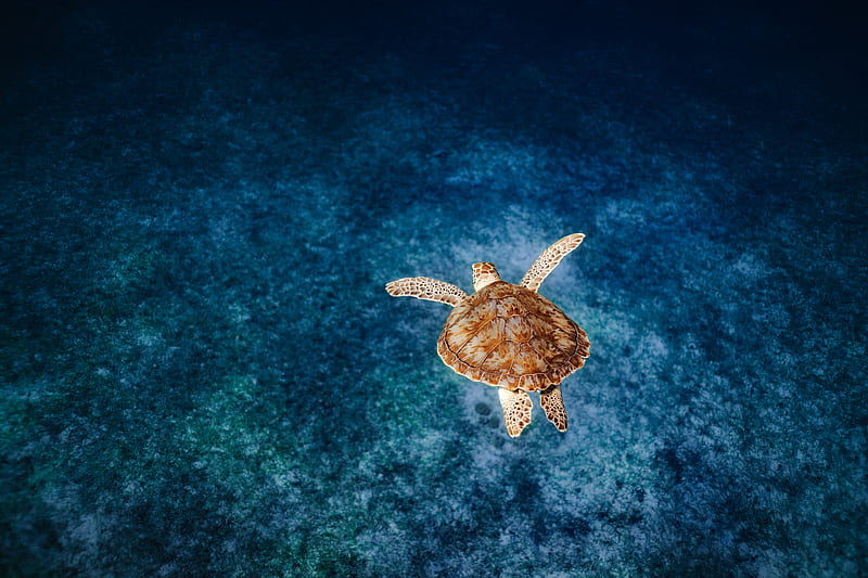 turtle, shell, water, sea, HD wallpaper