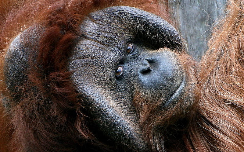 monkey, primacy of, orangutan, HD wallpaper