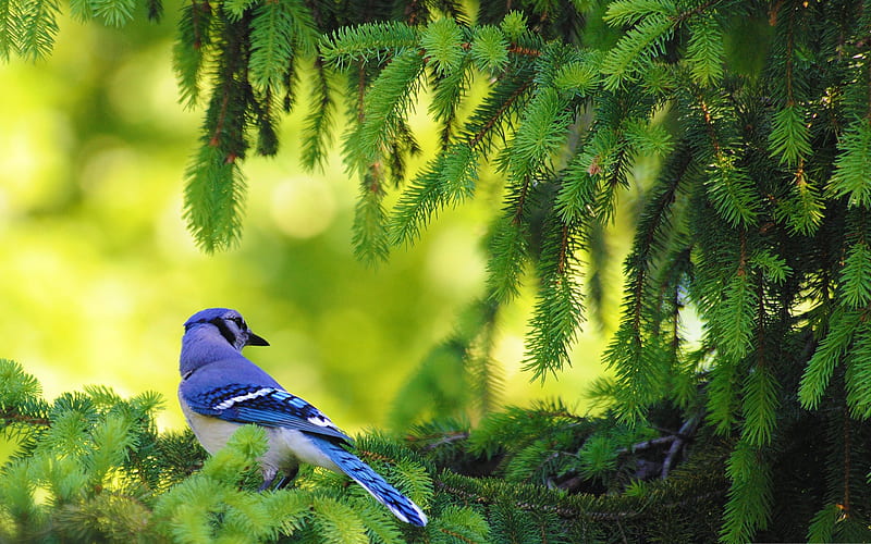 blue jay bird-birds, HD wallpaper