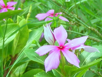 Mauve and pink flowers, flowers, nature, mauve and pink, HD 