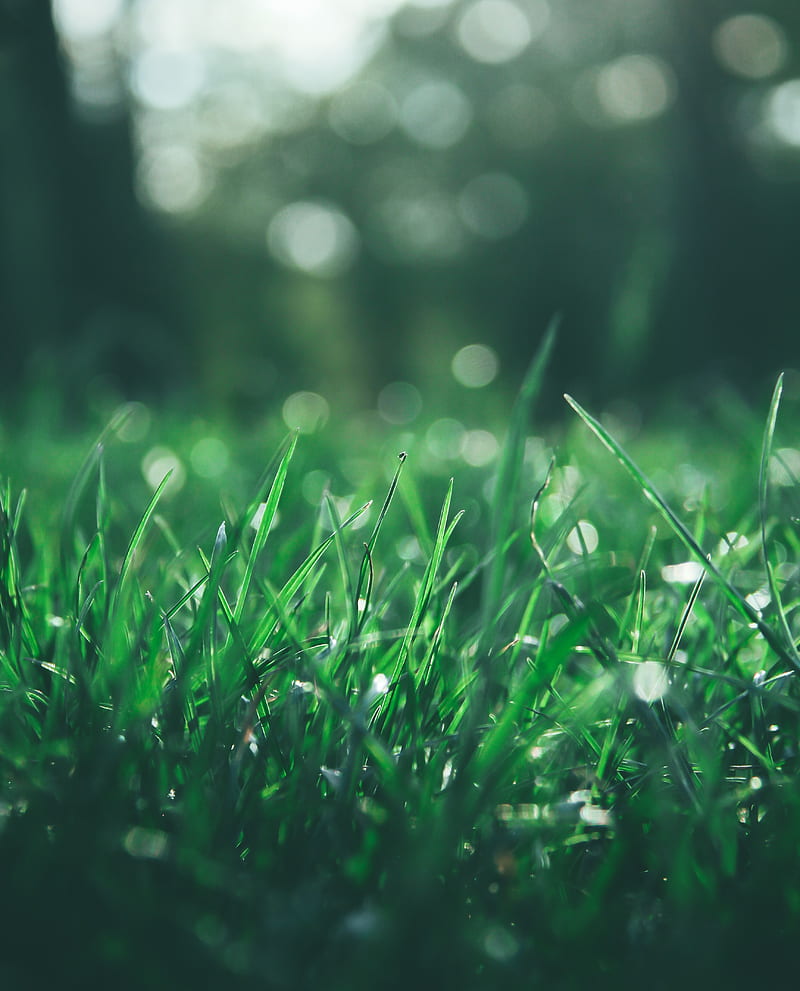 grass, macro, glare, bokeh, green, HD phone wallpaper