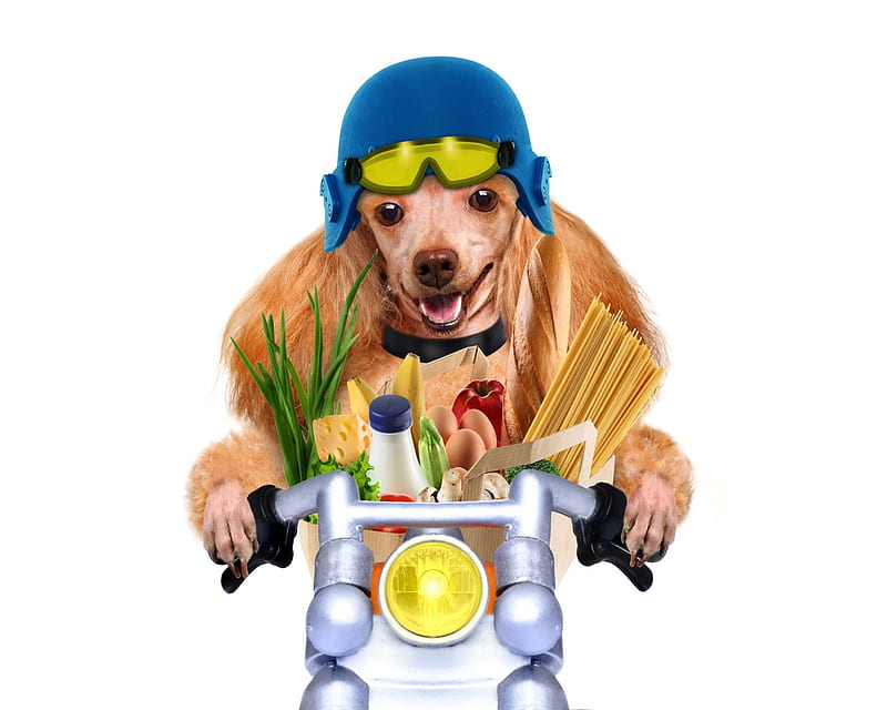 Puppy with groceries, caine, funny, puddel, groceries, puppy, motorcycle, dog, animal, HD wallpaper
