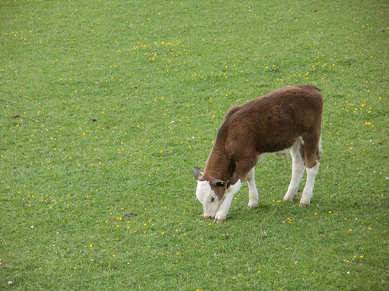 Brown and White Calf, calf, calf in field, HD wallpaper | Peakpx