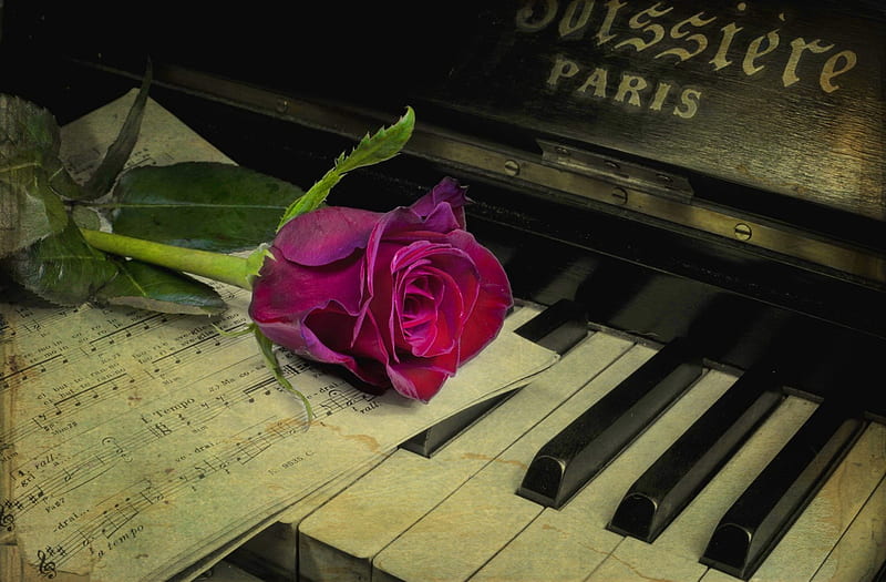 Rossa dentro..., pretty, art, keys, lovely, music, notes, bonito, piano, rose, flower, pink, HD wallpaper