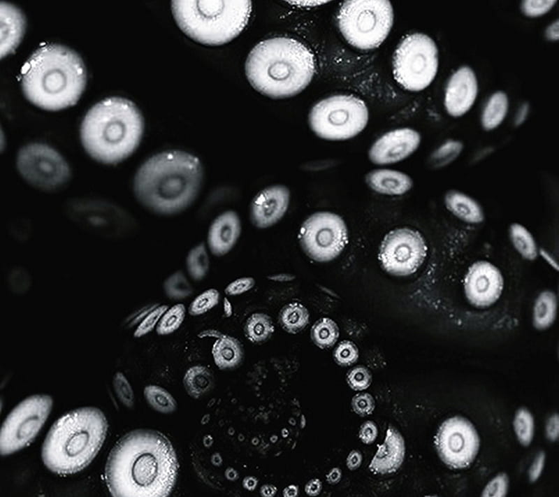 Black tentacles, octopus, HD wallpaper