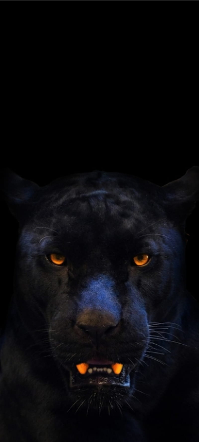 Black panther, alperen, animal, hayvan, puma, siyah panter, wild, HD phone wallpaper