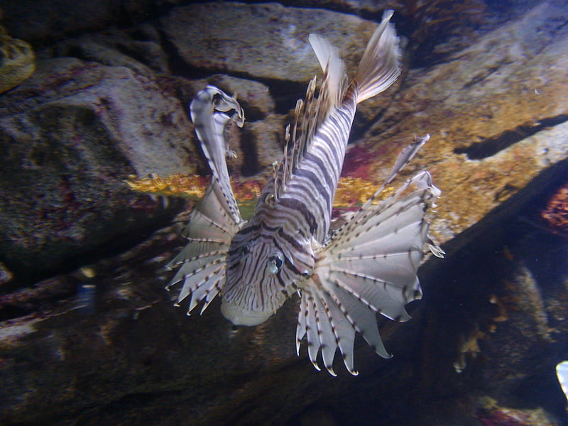 lion fish, in tank, auckland nz, HD wallpaper