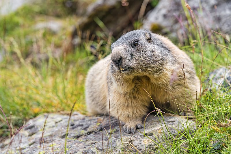 marmot, wildlife, rock, animal, HD wallpaper