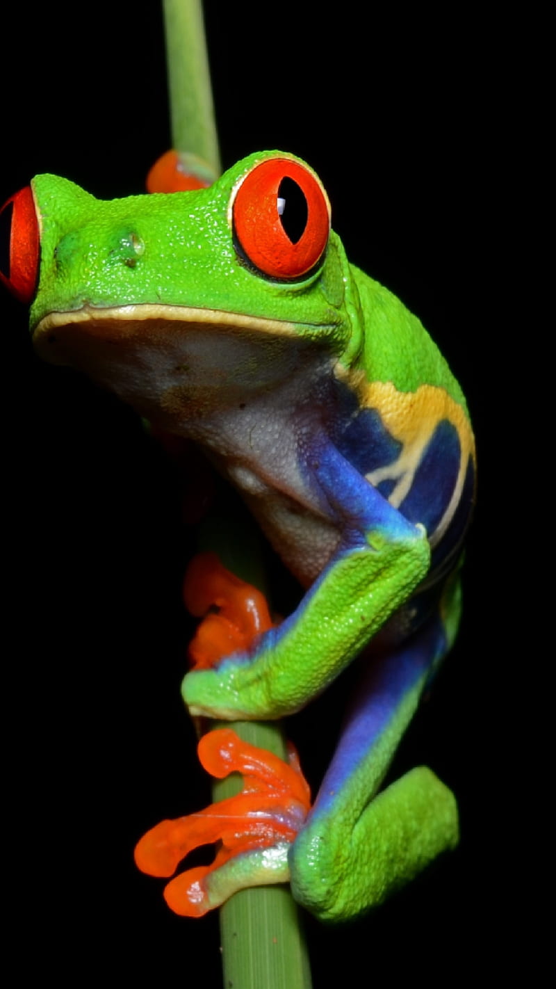 Red, tree frog, grog, damp, rain, forest, outdoors, eyes, green, HD phone wallpaper