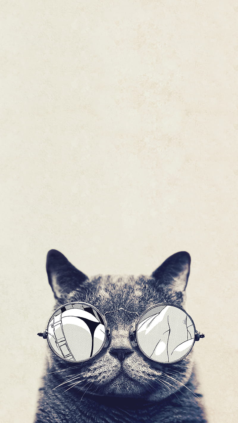 Cute cat, glasses, HD phone wallpaper
