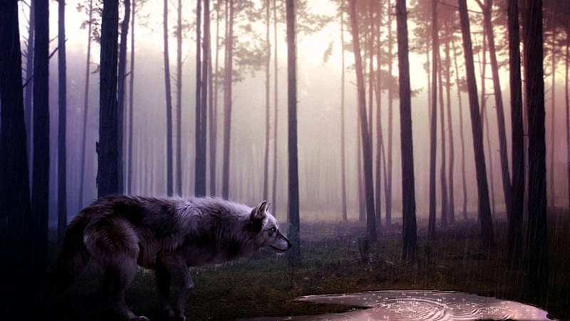 Night of Wolf, forest, predator, water, trees, wolves, artwork, mist, HD wallpaper