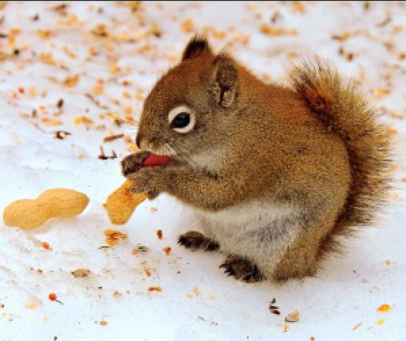Coming from the woods., Reddish-brown squirrel, peanut, snow, woods, HD wallpaper