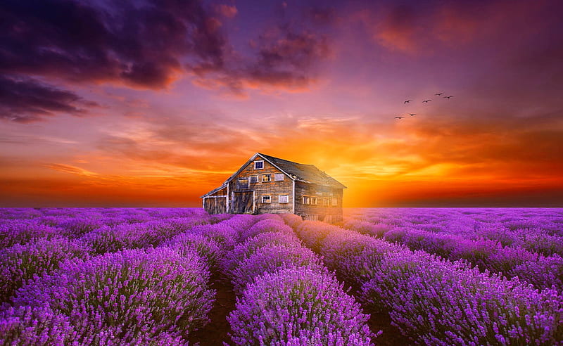 Mixing of the sences, pretty, house, cottage, fiery, mix, amazingm, cabin, lavender, bonito, sunset, clouds, flowers, amazing, lovely, lonely, sky, sence, wooden, field, landscape, HD wallpaper