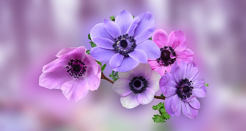 Flowers, Pink, Graphic, Art, Purple, HD wallpaper | Peakpx