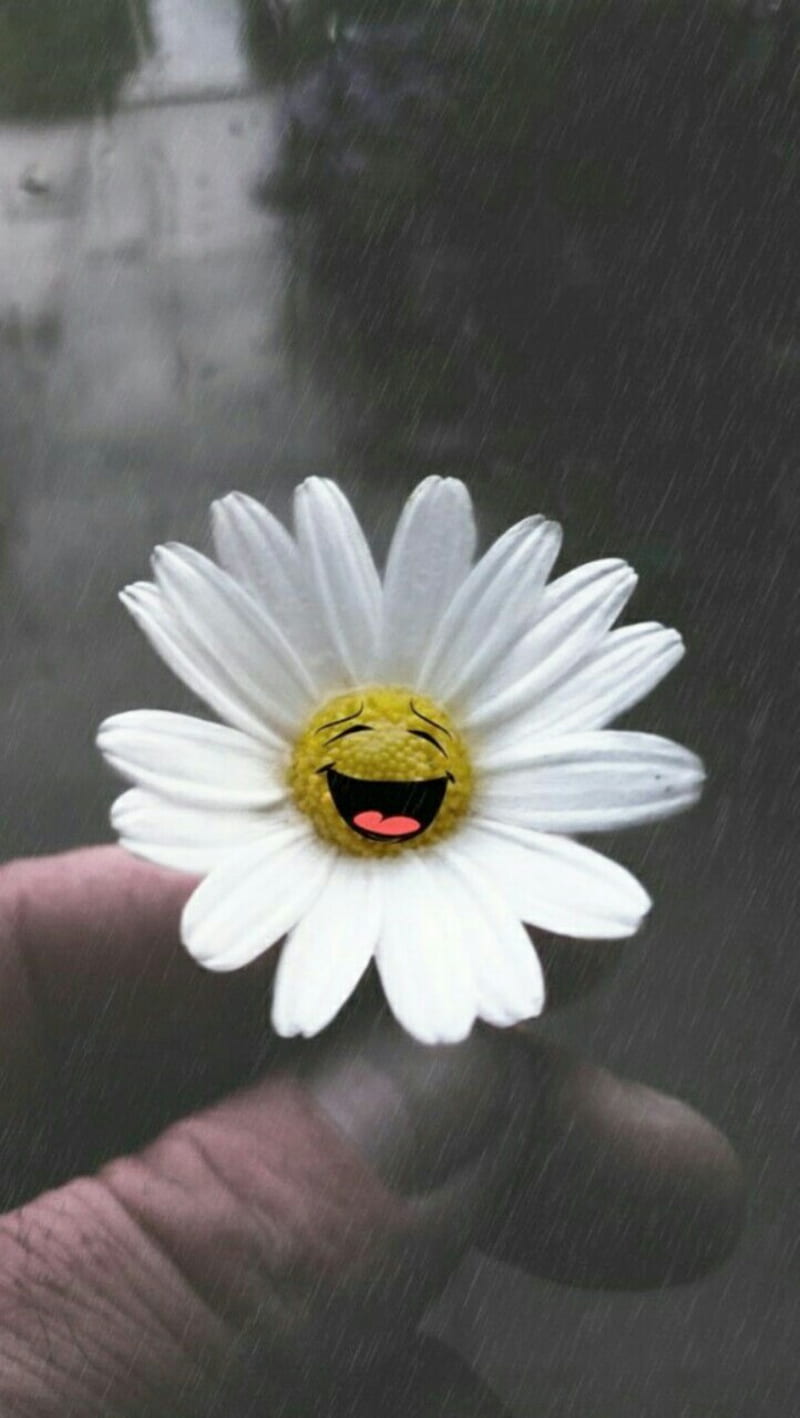 Smile daisy Canton Ohio