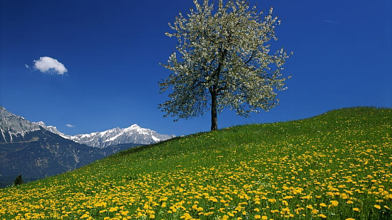 Dandelion flowers in Austrian Alps, sky, mountains, wildflowers, tree, clouds, landscape, HD wallpaper