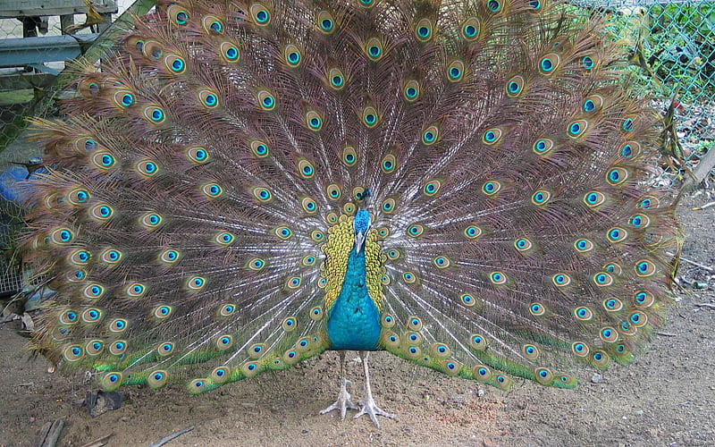 Big Peacock, peacock, birds, big, animals, HD wallpaper