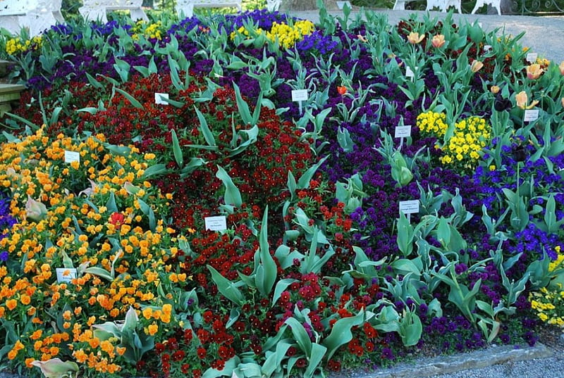 Isle of Mainau, Germany, colors, pansies, spring, tulips, HD wallpaper