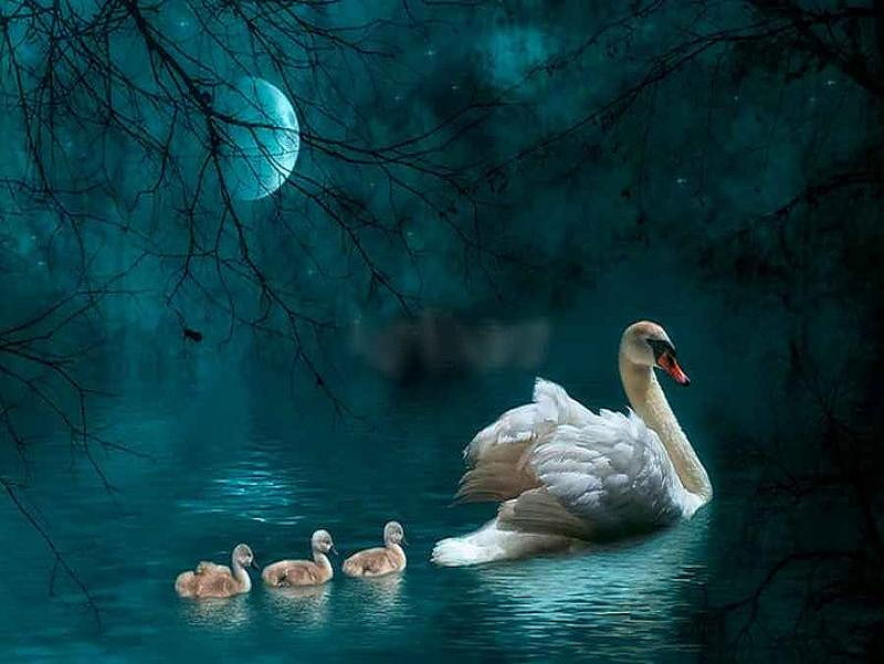 Moonlight Outing, pretty, glow, romantic, regal, birds, trees, lake, swans, moon, moonlight, majestic, graceful, blue, HD wallpaper