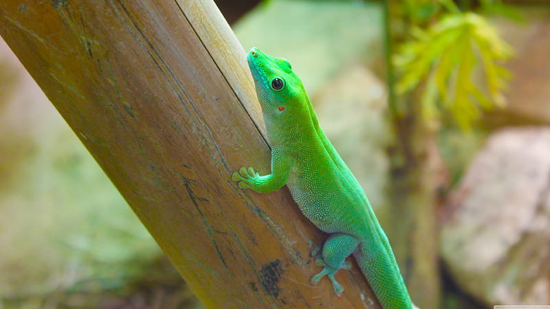 retiles, lizard, green, blue, reptile, HD wallpaper