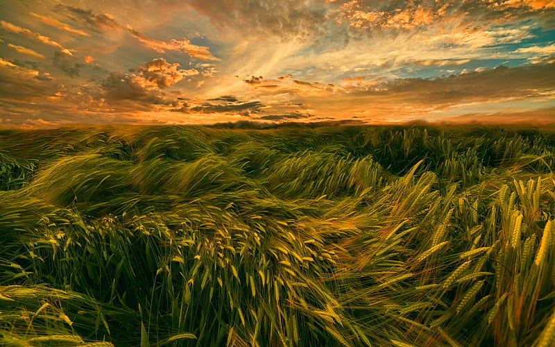 wheat field, sunset, stormy wind, summer, young wheat, fields, beautiful nature, wheat, HD wallpaper