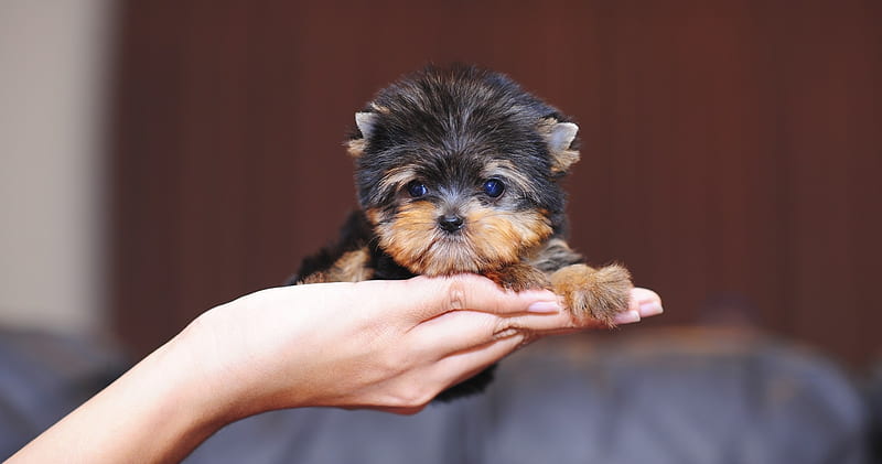 :), vaine, dog, puppy, yorkshire, cute, mini, teacup puppy, yorkie, hand, HD wallpaper