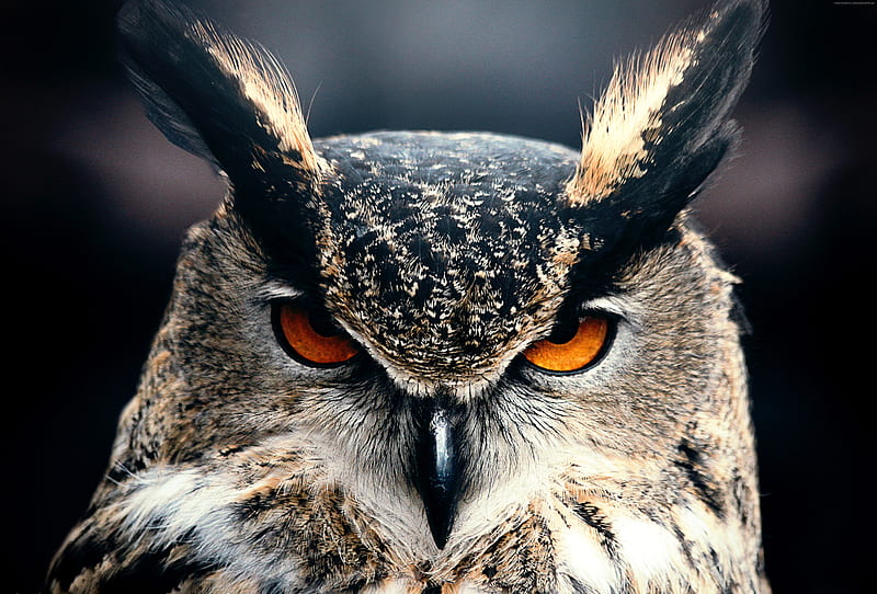 Owl Closeup , owl, birds, HD wallpaper