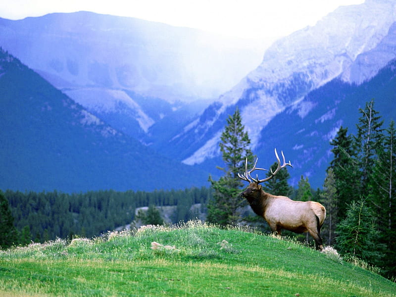 Bull Elk, swiss alps, grass, mountains, trees, HD wallpaper