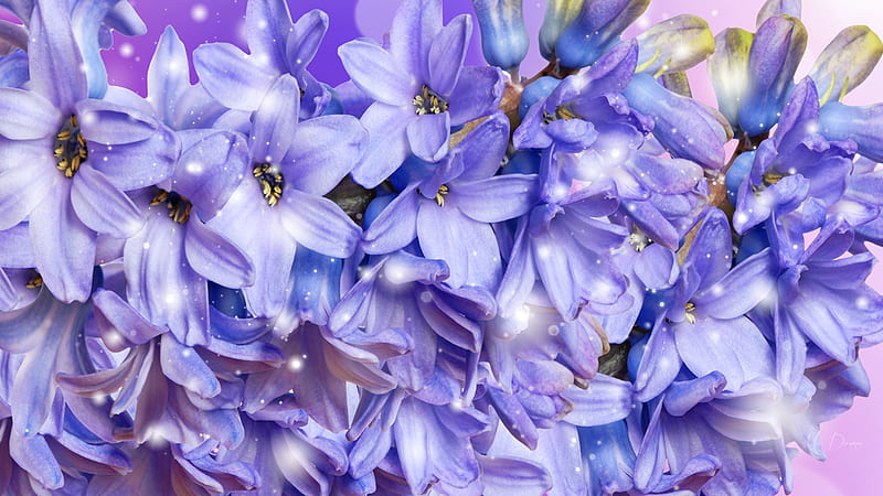 Purple Posies, glow, fragrant, spring, lavender, purple, summer, blossoms, posies, flowers, blooms, Firefox Persona theme, HD wallpaper
