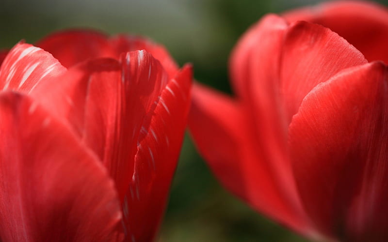 * Soft tulips *, red tulips, flowers, soft, petals, tulips, HD ...
