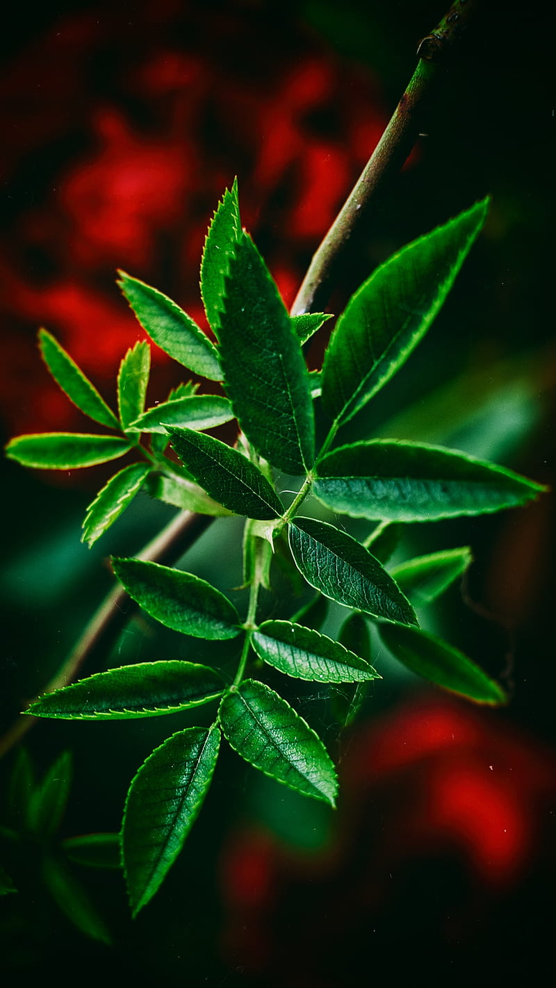 Closeup, beauty, dark, green, leaves, lovely, nature, plants, red ...