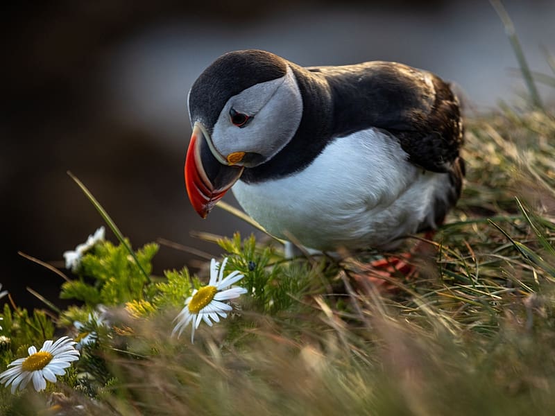 Northern puffin, kamilla, madar, viragok, fu, HD wallpaper