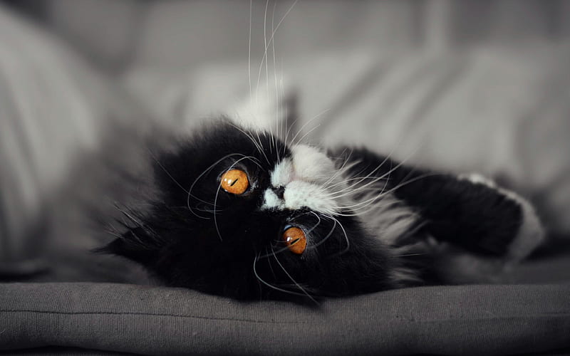 Persian cat black cat, close-up, fluffy cat, cats, domestic cats, pets, black Persian Cat, Persian, HD wallpaper