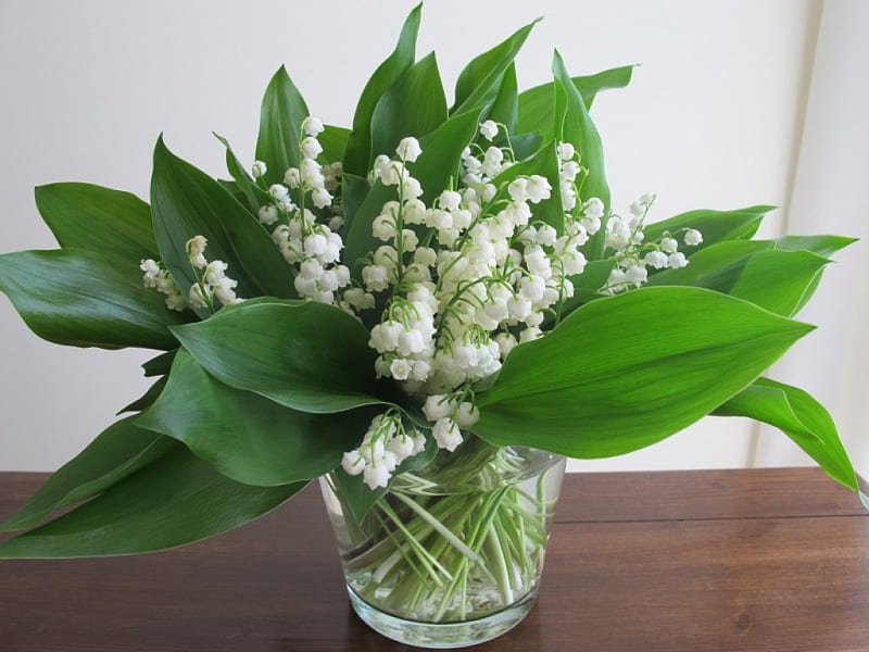 Lily of the Valley, green, flowers, vase, nature, spring, white, HD wallpaper