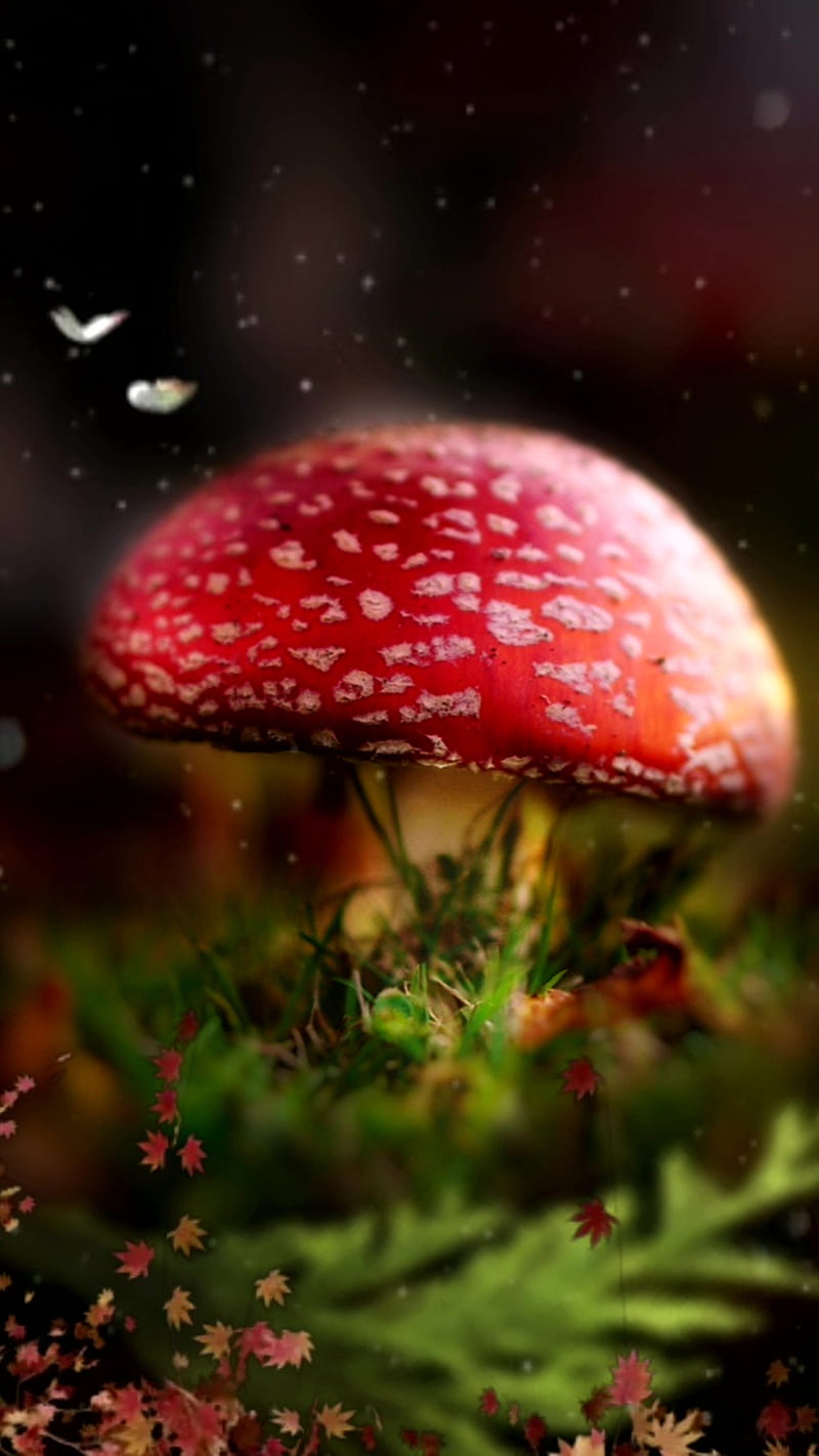 9.Fungi, Fungi, mushrooms, nature, plant, HD phone wallpaper